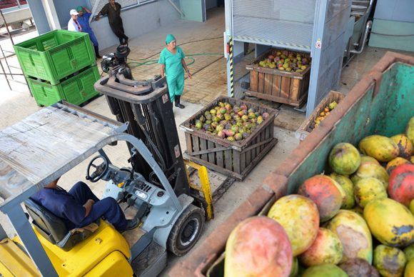 Entrada de la nueva línea para el procesamiento del mango, instalada en el combinado industrial de Ceballos, en Ciego de Ávila, Cuba.  28 de junio de 2017. Foto: ACN/  Osvaldo Gutiérrez. 