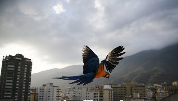 Regresó la paz a Venezuela, pero ¿por cuánto tiempo? Foto: Jorge Silva/ Reuters.