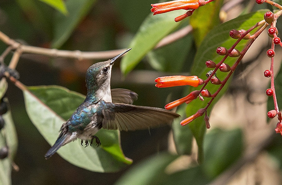 El Zunzuncito o pájaro mosca (Mellisuga helenae) ave endémica de Cuba conocido también como zunzún, colibrí, trovador o zumbete. Foto: Ismael Francisco/Cubadebate.