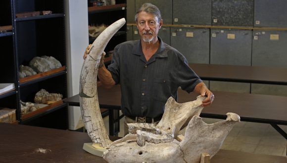Los huesos pertenecen a un mastodonte del género stegomastodon. Foto: RT.