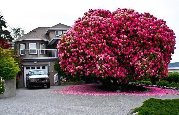 rododendro-de-125-anos-de-edad-canada