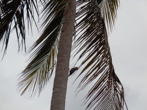 Un pájaro carpintero en el Cabo de San Antonio. Foto: Odalys Piloto Fernández / Cubadebate
