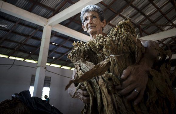 El papel de la mujer destaca en el proceso de producción del tabaco. Foto: Irene Pérez/ Cubadebate.