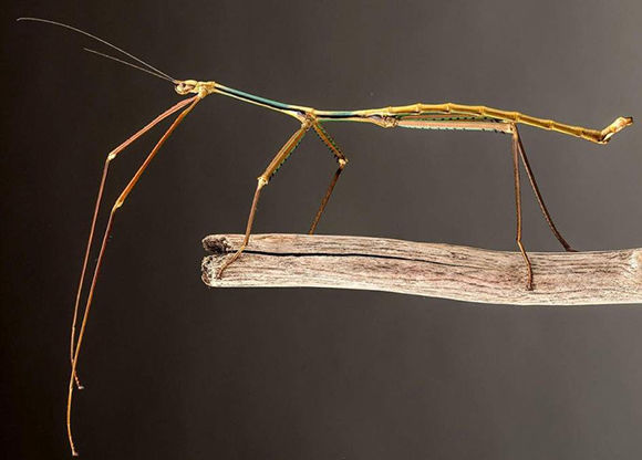 El insecto ha sido criado en el Museo de Insectos de China Occidental. Foto: Wikimedia. 