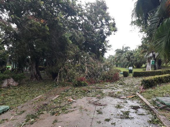 Árbol caido en el centro de Salud La Pradera. Foto: Dorian Arnaldo Justiniani Fernández