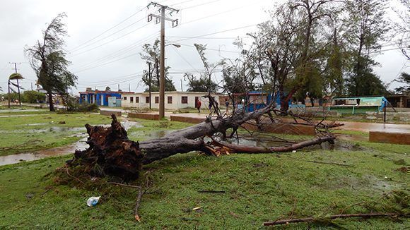 Árboles arrancados de raíz en Gibara por la fuerza de Irma. Foto: Danier Ernesto González/ Cubadebate.