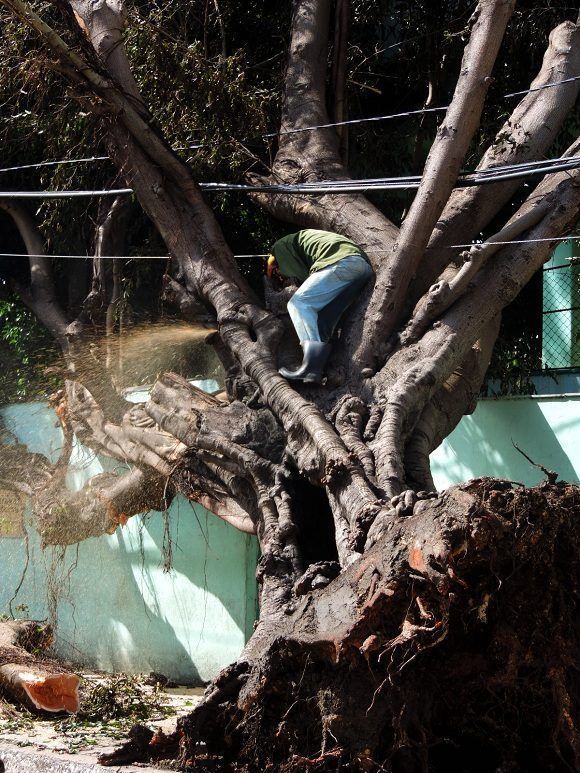 Una de la tareas prioritaria ha sido la recogida de árboles caídos sobre tendidos eléctricos para dar paso a las brigadas especializadas de la UNE. Foto: Darío Gabriel Sánchez García/CUBADEBATE.