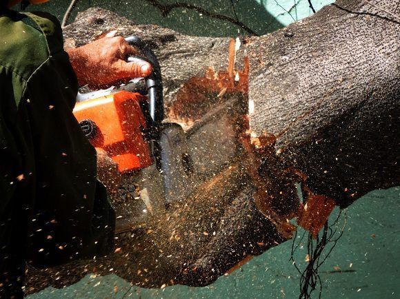 El corte de los troncos derribados facilita el proceso de limpieza y recogida. Foto: Darío Gabriel Sánchez García/CUBADEBATE.