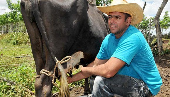 Michel ordeña una de sus vacas y hace otras múltiples tareas de un ganadero a pesar de su limitación física. Foto: Ramón Barreras Valdés/Vanguardia.