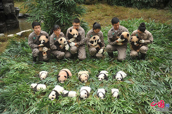 36-crias-de-osos-panda-5