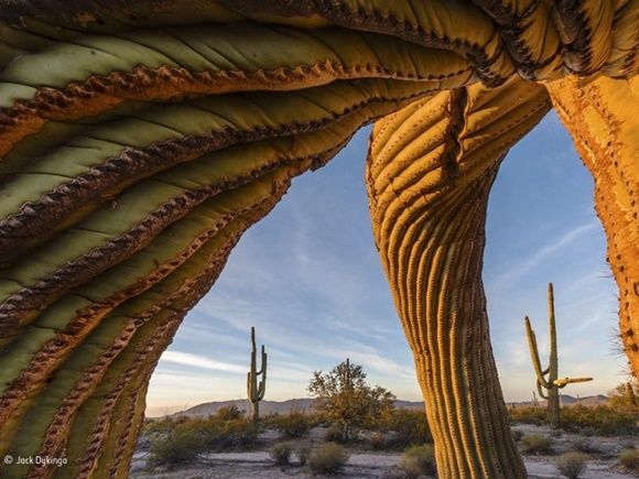 "Saguaro twist" de Jack Dykinga, Estados Unidos. Finalista: Plantas y Hongos.