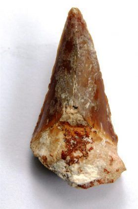 Uno de los más de cuarenta dientes de escualos fósiles encontrados en el yacimiento fosilífero. / Foto: Julio Martínez Molina.