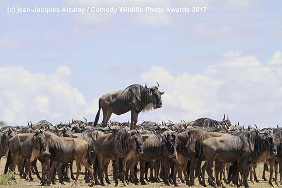 Foto finalista de los Comedy Wildlife Photography Awards / PlayGround