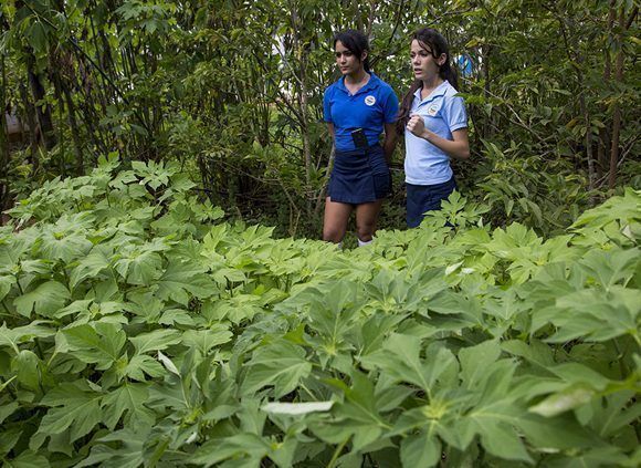 Los estudiantes están vinculados a una sociedad científica agropecuaria. Foto: Ismael Francisco / Cubadebate