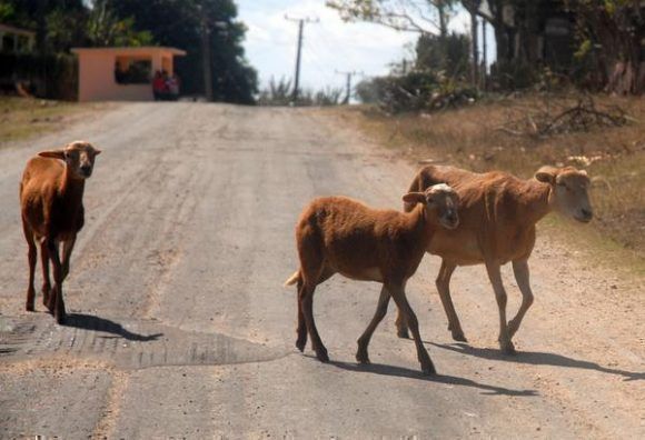 Una de las causas principales de accidentes del tránsito en la provincia Sancti Spíritus, está vinculada a los animales sueltos en la vía. Foto: Oscar Alfonso/ ACN.