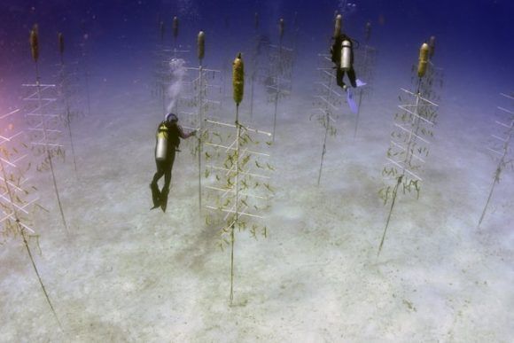 Cada una de estas estructuras artificiales soporta 60 fragmentos de coral. Foto: Víctor Isla.