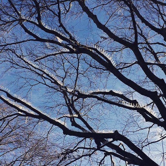 ¿Ahora los pájaros no son permitidos en los árboles? Foto: @JMAGarret/ Twitter.