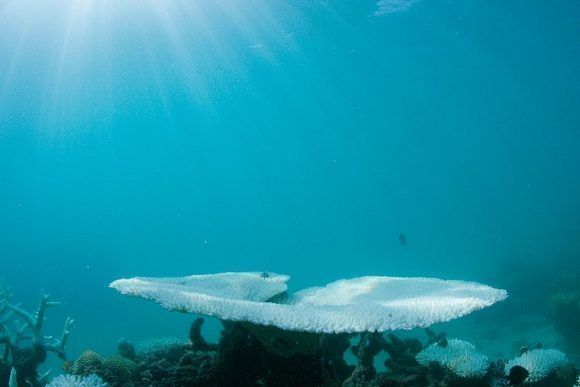 En marzo, coral blanqueado en la Gran Barrera de Coral, en las costas de Cairns, Australia. Foto: AFP/ Getty Images.