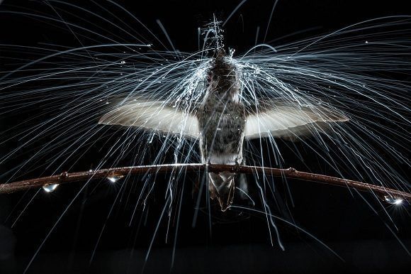 Los colibríes a menudo desafían los aguaceros para recolectar el néctar necesario para evitar la inanición. El colibrí de Anna sacude la lluvia como lo hace un perro mojado, con una oscilación de su cabeza y cuerpo. Foto: Anand Varma/ National Geographic