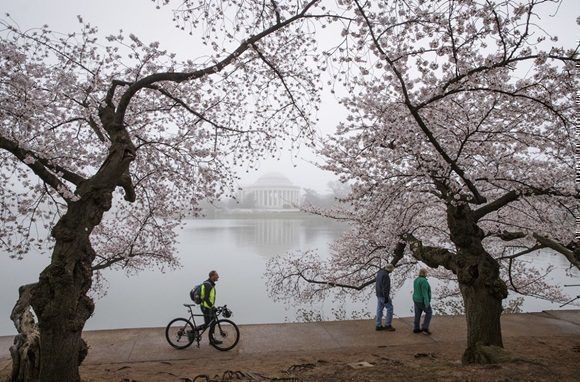 Los cerezos de Washington florecen a pesar de la ola de frío. Foto: AP.
