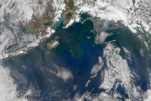 Una imagen satelital que muestra la costa de Alaska en 2014. Una porción inusual de agua caliente provocó que proliferara un fitoplancton conocido como “la mancha”. Foto: NASA.