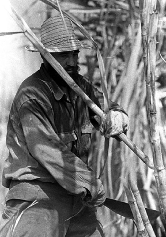 En los cañaverales de Camagüey cortando caña, 19 de marzo de 1985. Foto: Sitio Fidel Soldado de las Ideas