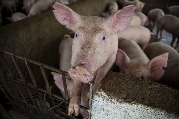 Produccion Porcina En Cuba Ii Cuando El Cerdo No Llega A La Mesa