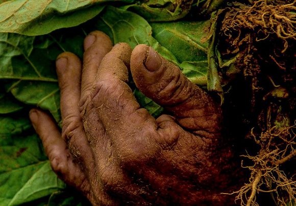 Manos de campesino cultivando tabaco