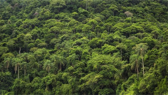 Amazonia foresta
