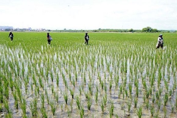 Beneficiará Fondo para Desarrollo Agropecuario cultivo del arroz en Cuba