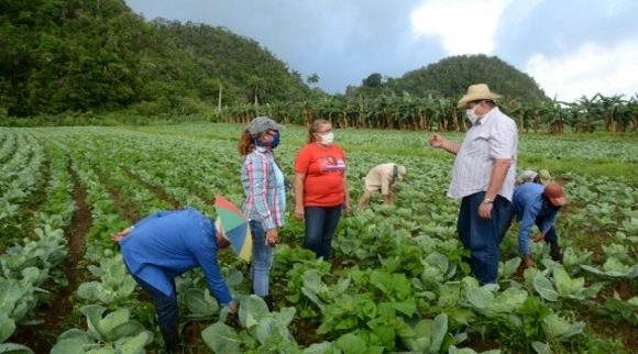 incremento producciones sector campesino Cienfuegos 1