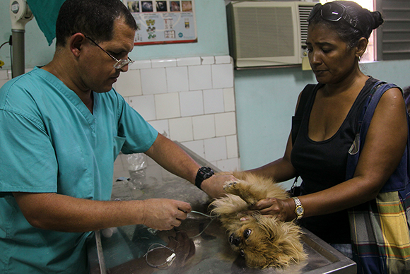 Por el bienestar animal:  Formación de los médicos veterinarios en Cuba