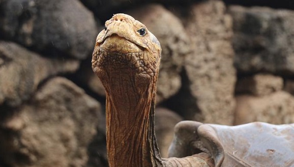 Fernanda es una tortuga vieja, de entre 60, 80 o 100 años. Foto: AP.
