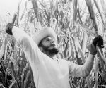 Fidel cortando caña. Foto: Archivo.