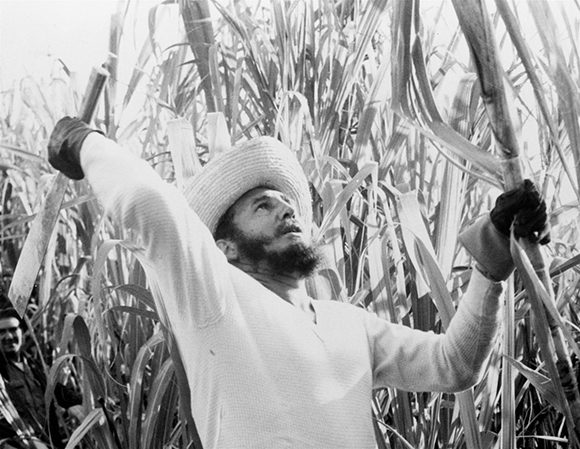 Fidel cortando caña. Foto: Archivo. 