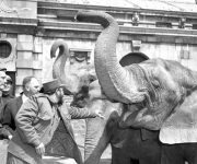 Fidel lanza maní a un elefante en el Zoológico del Bronx, en su recorrido por Nueva York, 1959. Foto: Archivo.