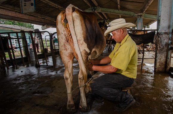Persisten las deudas con la entrega de leche a la industria en Sancti Spíritus
