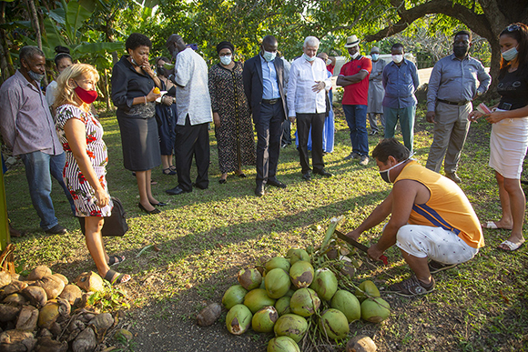 Eriberto Ramírez prepara los cocos que degustarán los visitantes. Foto: Ismael Francisco/ Cubadebate.