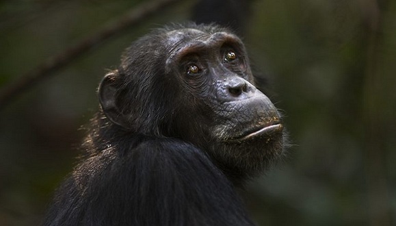 Chimpancés hacen pozos en la selva, para filtrar agua limpia en África