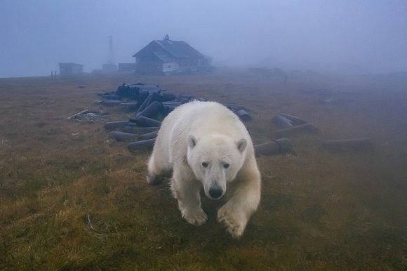 Cuando el oso ruso se pone furioso
