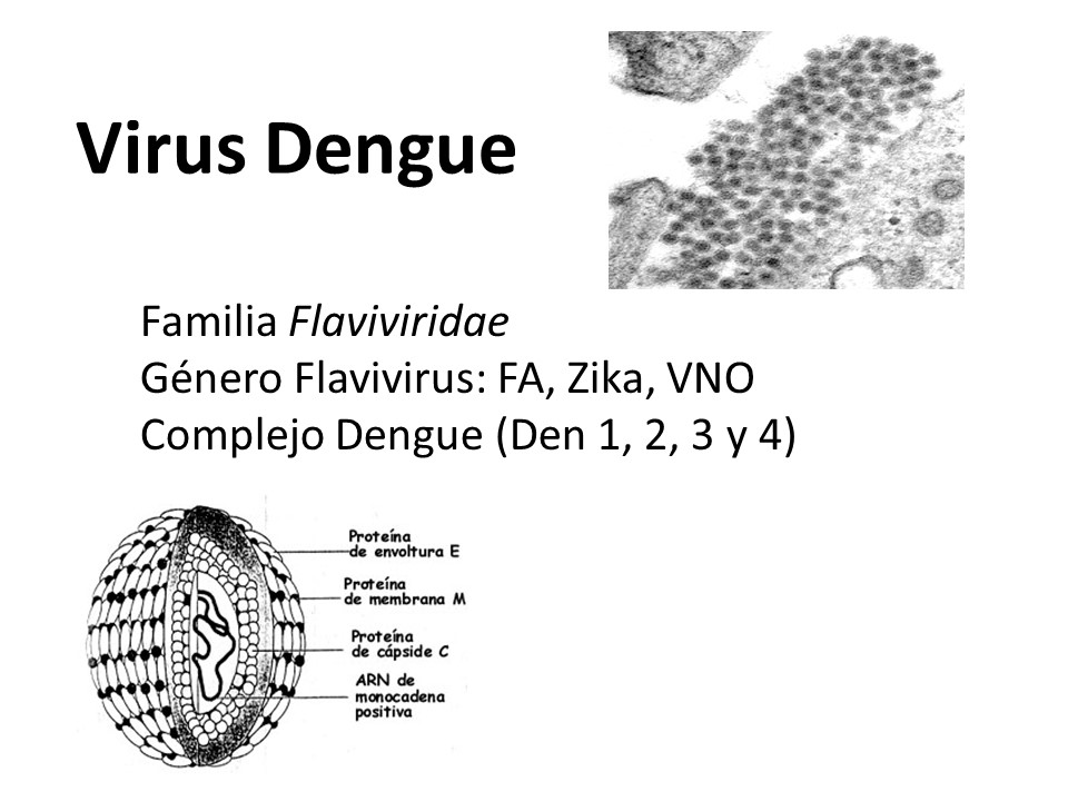 serotipos dengue 1