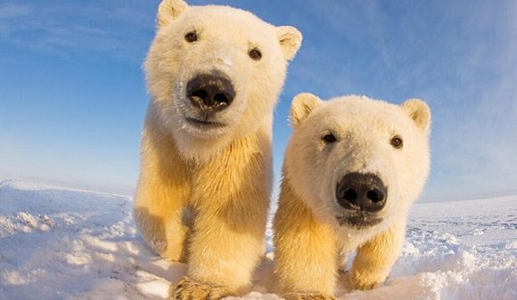 Descubren que las patas de los osos polares están diseñadas para jugar y cazar en la nieve