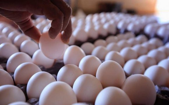 Contrabando desde México: Cómo EEUU afronta el precio de los huevos