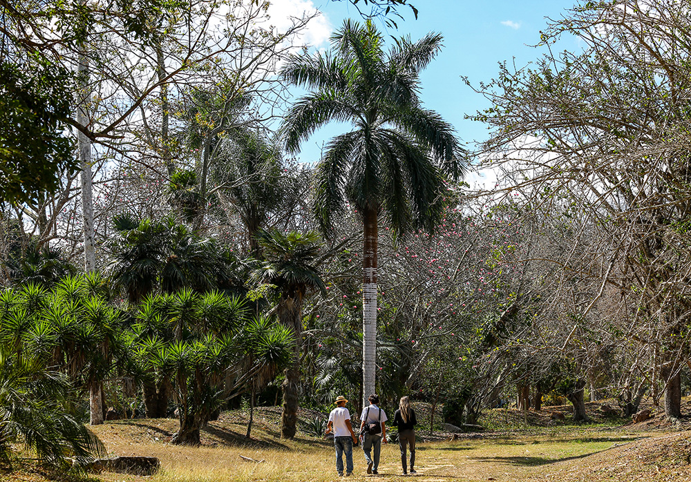 Espacios cubiertos por bosque denso y áreas de vegetación más espaciada donde hay miles de especies y muchas maravillas de la flora. Foto: Abel Padrón Padilla/ Cubadebate.