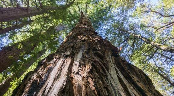 Descubren árbol más alto de Asia en Tíbet, China
