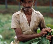Cuba: ADN, Memoria e Identidad
